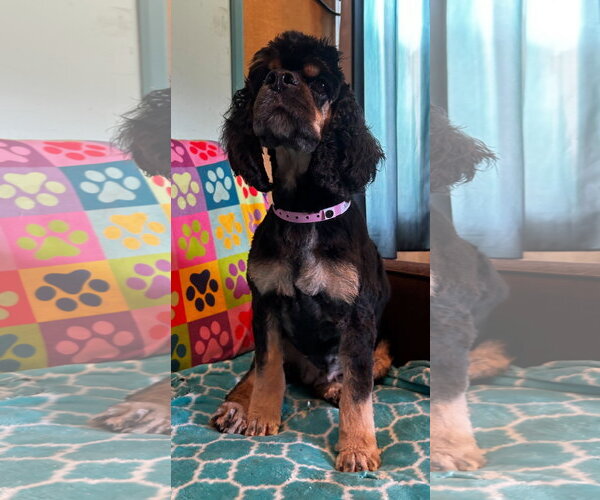 Medium Photo #1 Cocker Spaniel-Unknown Mix Puppy For Sale in Pacolet, SC, USA