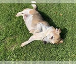 Small Photo #7 Labrador Retriever-Treeing Walker Coonhound Mix Puppy For Sale in SAVANNAH, GA, USA