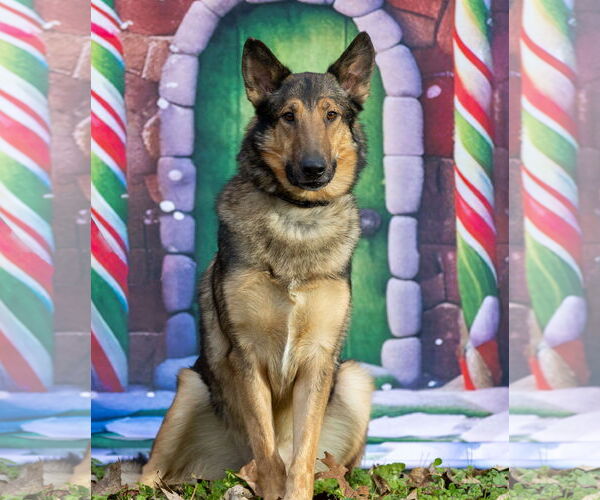 Medium Photo #4 Shollie Puppy For Sale in Munford, TN, USA