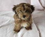 Small #1 Havanese