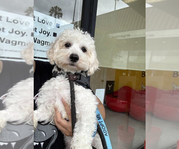 Medium Photo #2 Maltipoo (Miniature) Puppy For Sale in Studio City, CA, USA