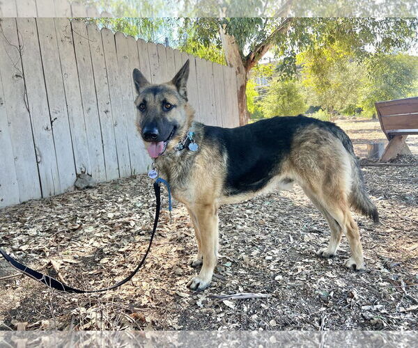 Medium Photo #2 German Shepherd Dog Puppy For Sale in San Diego, CA, USA