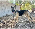 Small #1 German Shepherd Dog