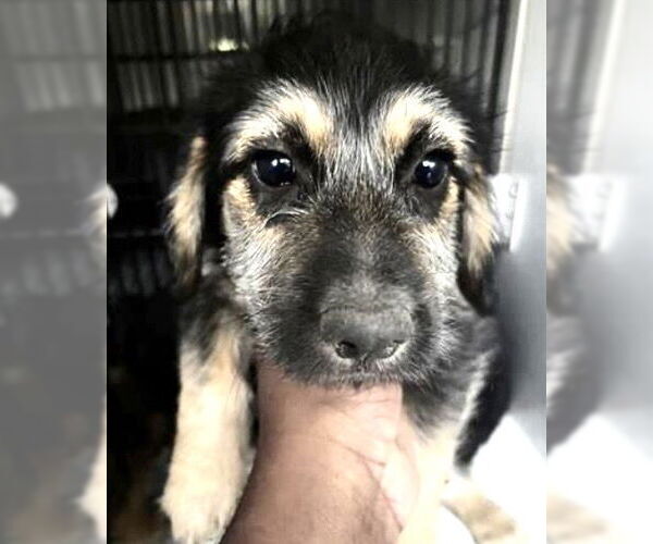 Medium Photo #1 German Shepherd Dog-Unknown Mix Puppy For Sale in Houston, TX, USA