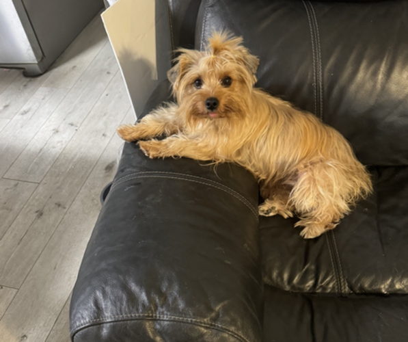 Medium Photo #1 Yorkshire Terrier Puppy For Sale in FORT WORTH, TX, USA