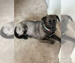 Small #5 Labrador Retriever Mix