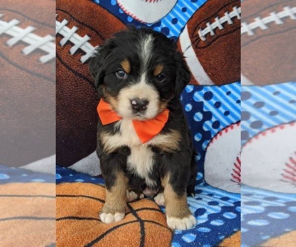 Medium Photo #2 Greater Swiss Mountain Dog Puppy For Sale in AIRVILLE, PA, USA