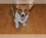 Small Photo #13 Pembroke Welsh Corgi Puppy For Sale in FALLS CITY, OR, USA