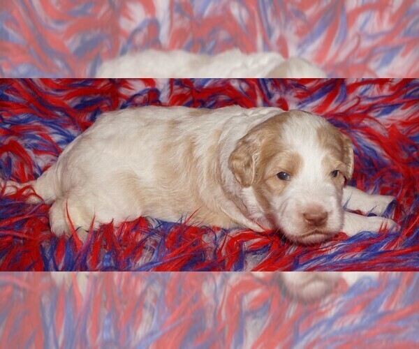 Medium Photo #1 Labradoodle Puppy For Sale in LA HABRA, CA, USA