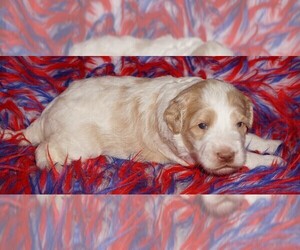 Labradoodle Puppy for sale in LA HABRA, CA, USA