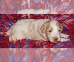Image preview for Ad Listing. Nickname: apricot parti