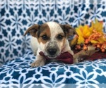 Small Photo #9 Australian Cattle Dog-Jack Russell Terrier Mix Puppy For Sale in LAKELAND, FL, USA