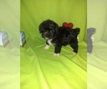 Small Photo #11 Maltese Puppy For Sale in LAPEER, MI, USA