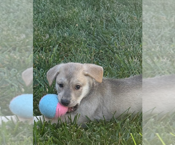 Medium Photo #3 Huskimo Puppy For Sale in Banning, CA, USA