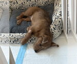Small #2 Mutt
