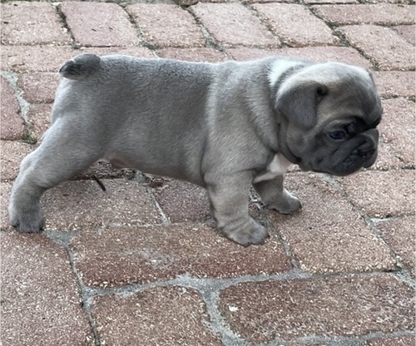 Medium Photo #2 French Bulldog Puppy For Sale in MIRAMAR, FL, USA