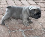 Small Photo #2 French Bulldog Puppy For Sale in MIRAMAR, FL, USA