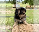 Small #3 Morkie