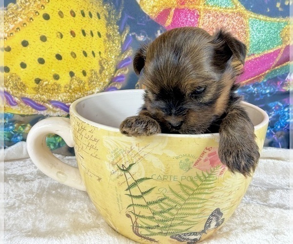 Medium Photo #2 Morkie Puppy For Sale in CASSVILLE, MO, USA