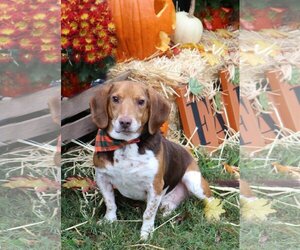Stewart - Male Beagle Dog for Adoption - Photo #2