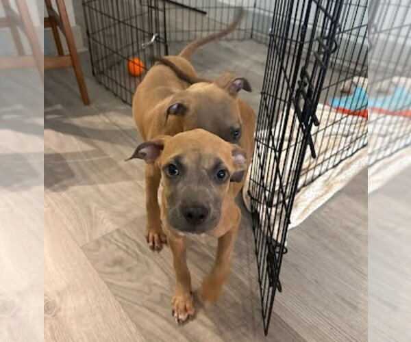 Medium Photo #1 American Staffordshire Terrier-Unknown Mix Puppy For Sale in Lakewood, CO, USA