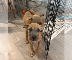 American Staffordshire Terrier-Unknown Mix Dogs for adoption in Lakewood, CO, USA
