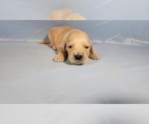 Medium Golden Retriever