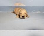 Puppy Rusty Golden Retriever