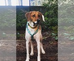 Small #5 Labrador Retriever-Treeing Walker Coonhound Mix