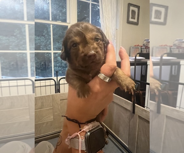 Medium Photo #10 Chiweenie Puppy For Sale in PURCELLVILLE, VA, USA