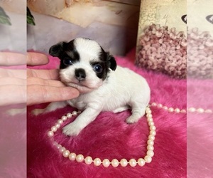 Chihuahua Puppy for sale in TRACY, CA, USA