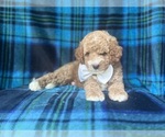 Small #1 Cavapoo