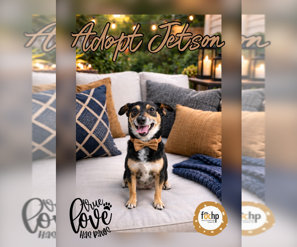 Medium Photo #1 Dachshund Puppy For Sale in Menifee, CA, USA