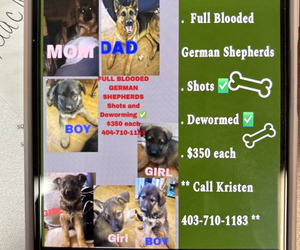 German Shepherd Dog Puppy for sale in VILLA RICA, GA, USA