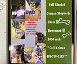 Small German Shepherd Dog