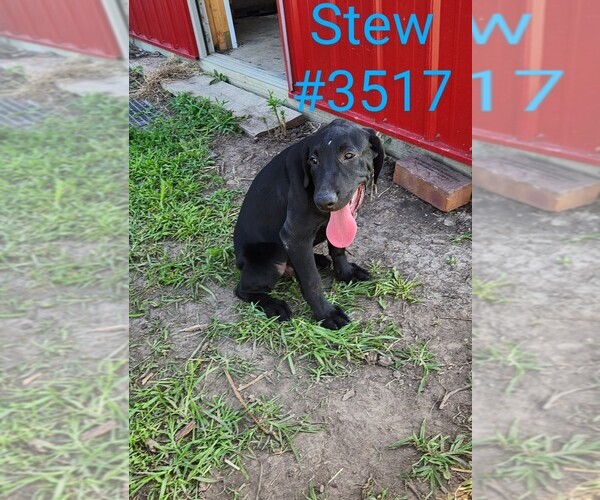 Medium Photo #1 Labrador Retriever Puppy For Sale in MERIDEN, KS, USA