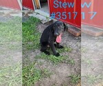 Puppy Stew Labrador Retriever