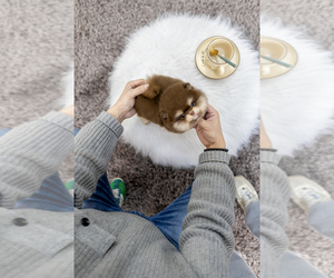 Pomeranian Puppy for sale in EASTVALE, CA, USA
