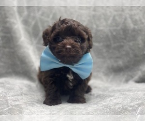 ShihPoo Puppy for sale in LAKELAND, FL, USA