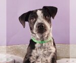 Small Photo #4 Border Collie-Bulldog Mix Puppy For Sale in Sheridan, CO, USA