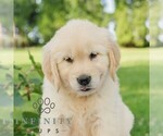 Small #4 Golden Retriever