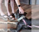 Small #8 Neapolitan Mastiff Mix