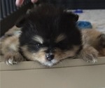 Puppy Miley Pomeranian