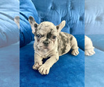 Small Photo #24 French Bulldog Puppy For Sale in CORONA DEL MAR, CA, USA