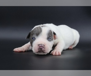 American Bully Puppy for sale in CHAMPAIGN, IL, USA