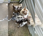 Small #24 Australian Shepherd