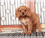 Small #3 Cavapoo