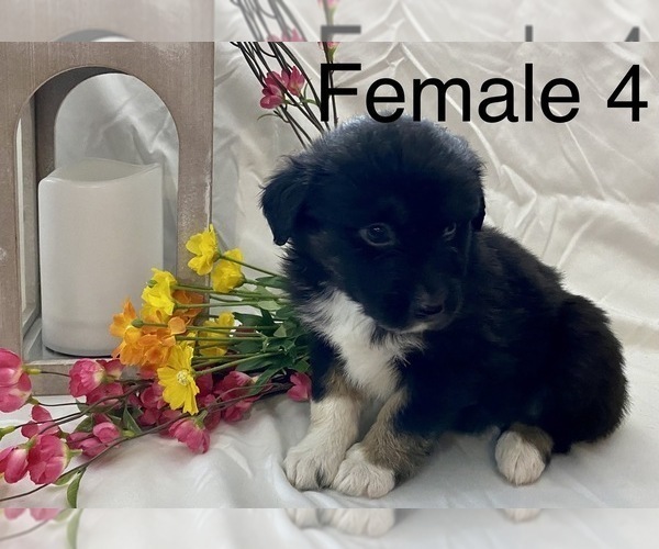Medium Photo #7 Miniature Australian Shepherd Puppy For Sale in WHITEWATER, MO, USA