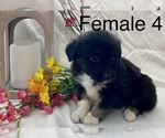 Small Photo #7 Miniature Australian Shepherd Puppy For Sale in WHITEWATER, MO, USA