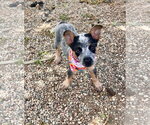 Small #3 Mutt